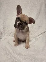 Snoopy, a male French Bulldog for sale in Hamilton, MI – Photo 1 of 9