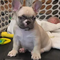 Snoopy, a male French Bulldog for sale in Hamilton, MI – Photo 4 of 9