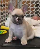 Snoopy, a male French Bulldog for sale in Hamilton, MI – Photo 4 of 9