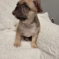 Snoopy, a male French Bulldog for sale in Hamilton, MI – Photo 2 of 9