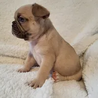 Snoopy, a male French Bulldog for sale in Hamilton, MI – Photo 6 of 9