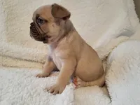 Snoopy, a male French Bulldog for sale in Hamilton, MI – Photo 6 of 9