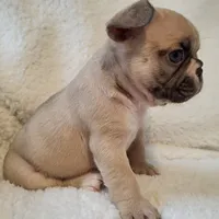 Snoopy, a male French Bulldog for sale in Hamilton, MI – Photo 9 of 9