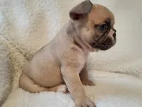 Snoopy, a male French Bulldog for sale in Hamilton, MI – Photo 9 of 9