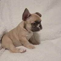Snoopy, a male French Bulldog for sale in Hamilton, MI – Photo 3 of 9