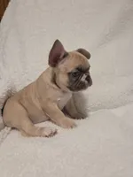 Snoopy, a male French Bulldog for sale in Hamilton, MI – Photo 3 of 9