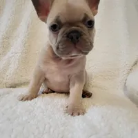 Linus, a male French Bulldog for sale in Hamilton, MI – Photo 4 of 8