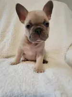 Linus, a male French Bulldog for sale in Hamilton, MI – Photo 4 of 8