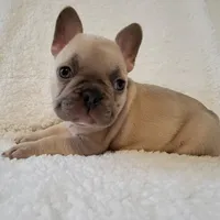 Linus, a male French Bulldog for sale in Hamilton, MI – Photo 5 of 8