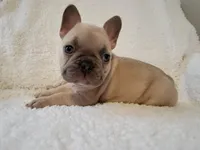 Linus, a male French Bulldog for sale in Hamilton, MI – Photo 5 of 8