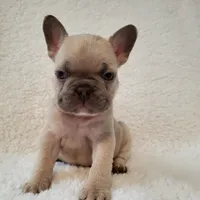 Linus, a male French Bulldog for sale in Hamilton, MI – Photo 7 of 8