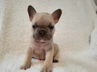 Linus, a male French Bulldog for sale in Hamilton, MI – Photo 7 of 8