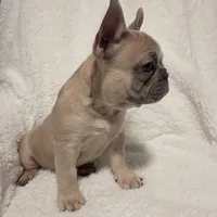 Linus, a male French Bulldog for sale in Hamilton, MI – Photo 2 of 8