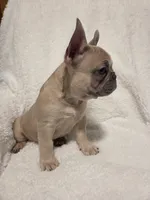 Linus, a male French Bulldog for sale in Hamilton, MI – Photo 2 of 8