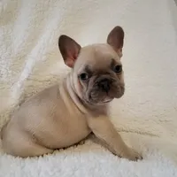 Linus, a male French Bulldog for sale in Hamilton, MI – Photo 6 of 8