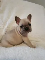 Linus, a male French Bulldog for sale in Hamilton, MI – Photo 6 of 8