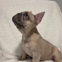 Linus, a male French Bulldog for sale in Hamilton, MI – Photo 3 of 8