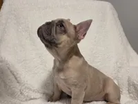 Linus, a male French Bulldog for sale in Hamilton, MI – Photo 3 of 8