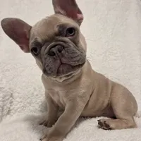 Linus, a male French Bulldog for sale in Hamilton, MI – Photo 1 of 8