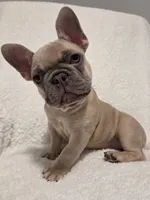 Linus, a male French Bulldog for sale in Hamilton, MI – Photo 1 of 8