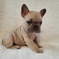 Linus, a male French Bulldog for sale in Hamilton, MI – Photo 8 of 8