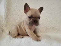 Linus, a male French Bulldog for sale in Hamilton, MI – Photo 8 of 8