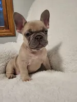 Boo, a male French Bulldog for sale in Hamilton, MI – Photo 4 of 8