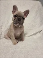 Boo, a male French Bulldog for sale in Hamilton, MI – Photo 1 of 8