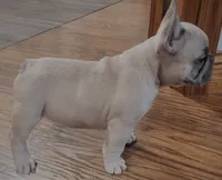 Boo, a male French Bulldog for sale in Hamilton, MI – Photo 8 of 8