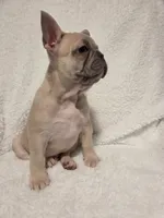 Boo, a male French Bulldog for sale in Hamilton, MI – Photo 3 of 8