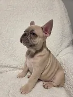 Boo, a male French Bulldog for sale in Hamilton, MI – Photo 2 of 8