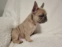 Boo, a male French Bulldog for sale in Hamilton, MI – Photo 5 of 8