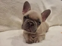 Boo, a male French Bulldog for sale in Hamilton, MI – Photo 7 of 8