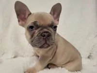 Boo, a male French Bulldog for sale in Hamilton, MI – Photo 6 of 8