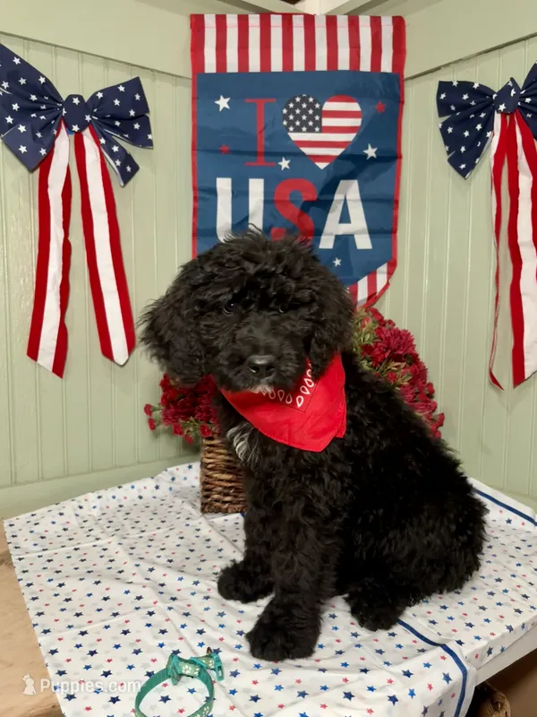 teal – Goldendoodle puppy for sale in Lucedale, MS