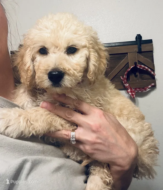 Daisy – Goldendoodle puppy for sale in Lucedale, MS