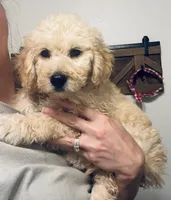 Daisy, a female Goldendoodle for sale in Lucedale, MS – 2 of 5