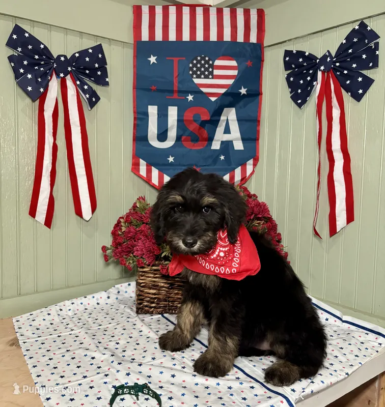 Green – Goldendoodle puppy for sale in Lucedale, MS