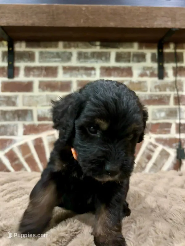 orange – Goldendoodle puppy for sale in Lucedale, MS