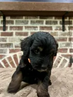 orange, a male Goldendoodle for sale in Lucedale, MS – 1 of 1