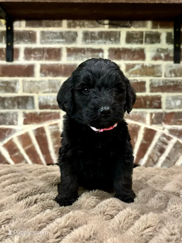 pink – Goldendoodle puppy for sale in Lucedale, MS