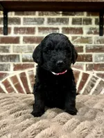 pink, a female Goldendoodle for sale in Lucedale, MS – 1 of 1