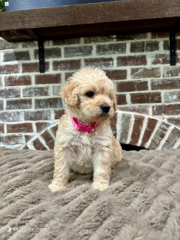 Bubblegum Pink – Goldendoodle puppy for sale in Lucedale, MS