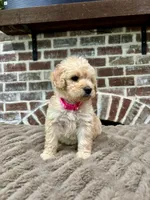 Bubblegum Pink, a female Goldendoodle for sale in Lucedale, MS – 1 of 1