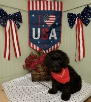 Red, a male Goldendoodle for sale in Lucedale, MS – 1 of 2