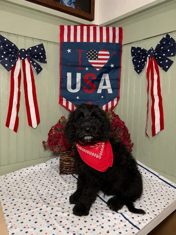 Bright Green – Goldendoodle puppy for sale in Lucedale, MS