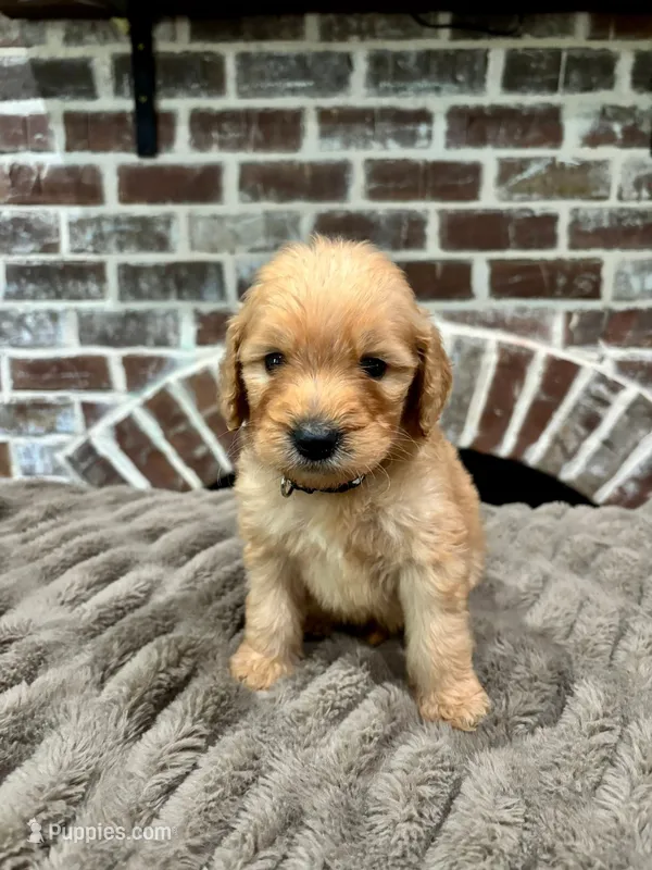Black collar – Goldendoodle puppy for sale in Lucedale, MS