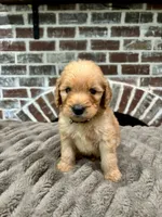 Black collar, a male Goldendoodle for sale in Lucedale, MS – 1 of 1