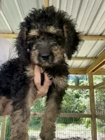 Blue Collar, a male Goldendoodle for sale in Lucedale, MS – 2 of 3