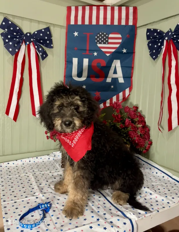 Blue Collar – Goldendoodle puppy for sale in Lucedale, MS
